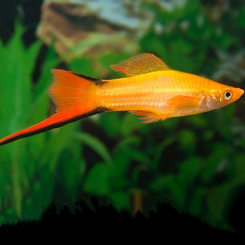 Xiphophorus helleri - Porte épée doré ML