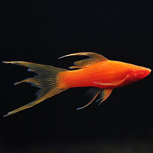 Xiphophorus helleri hi fin lyretail - Porte épée hi fin lyretail ML