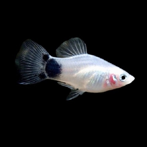 Xiphophorus maculatus - Platy white mickey mouse