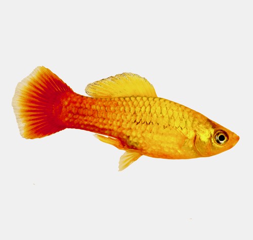 Xiphophorus maculatus - Platy chocolat M