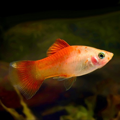 Xiphophorus maculatus - Platy red top M