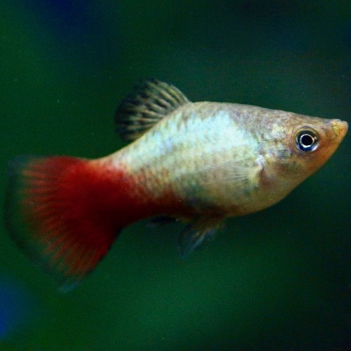 Xiphophorus maculatus - Platy arc en ciel M