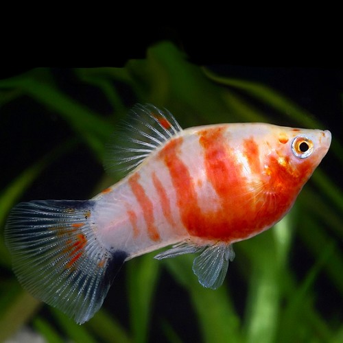 Xiphophorus maculatus - Platy cœur saignant M