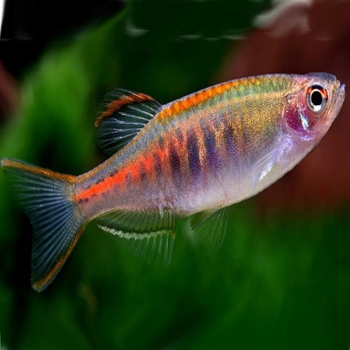 Danio choprae L