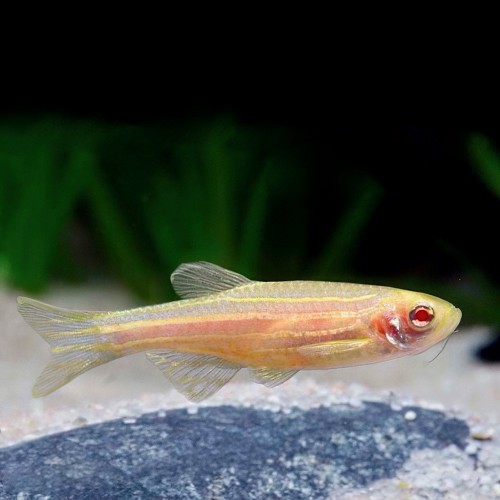 Brachydanio rerio - Danio zebre albino