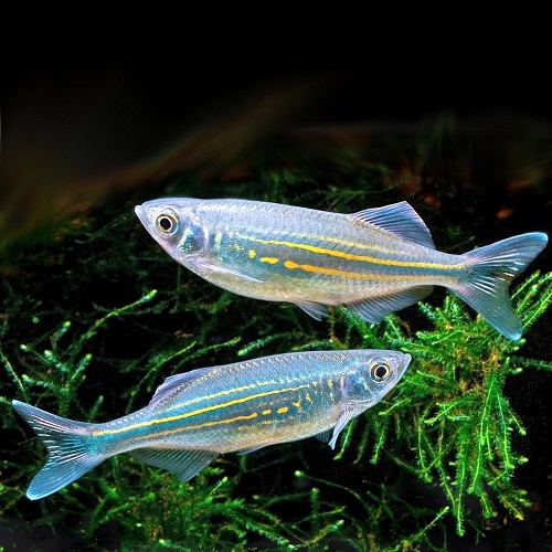 Danio aequipinnatus, Devario malabaricus - Danio géant M