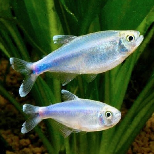 Microbrycon cochui, Boehlkea fredcochui - Tétra bleu de Cochu M