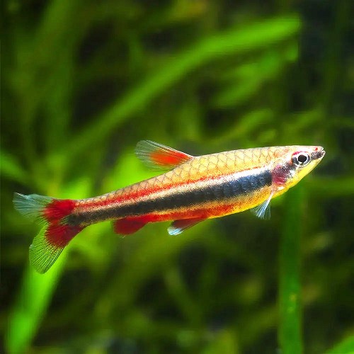 Nannostomus beckfordi - Poisson crayon doré M