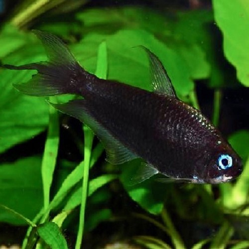 Nematobrycon palmeri black - Tetra empereur noir L