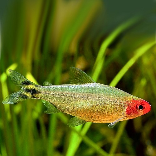 Hemigrammus Bleheri - Faux nez rouge or