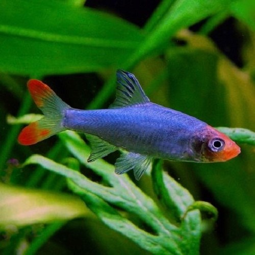 Sawbwa resplendens Naked micro rasbora - Nez rouge asiatique M