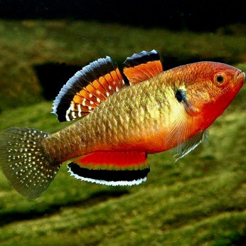 Hypseleotris compressa - Caracin dormeur australien M