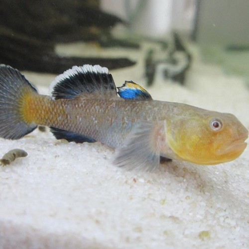 Chlamydogobius eremius - Gobie du désert L