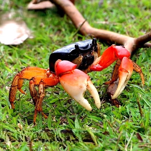 Discoplax magna crab