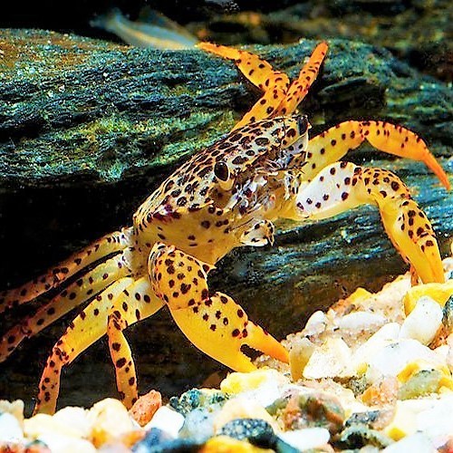 Parathelphusa pantherina - Crabe panthère