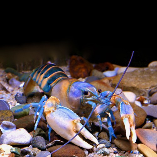 Cherax peknyi 7-8 cm