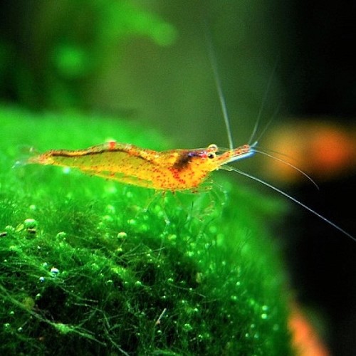 Neocaridina sp. propinqua shrimp - Caridina sp Mandarine