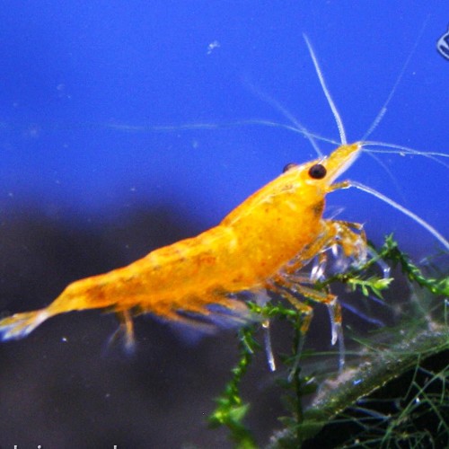 Neocaridina heteropoda orange fire - Crevette jaune feu (1.5 - 2 cm)