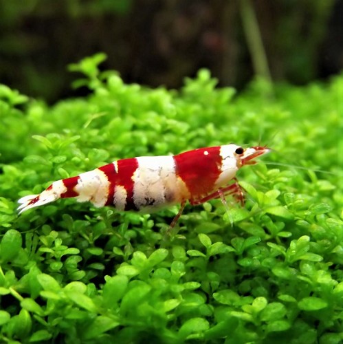 Caridina cf. crystal red - Crevette cristal rouge (1.5-2 cm)