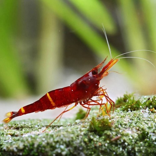 Caridina spinata-Yellow cheek shrimp