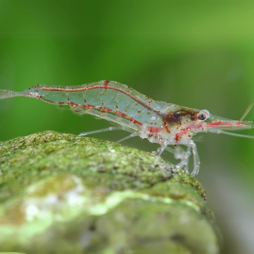 Cari.burmese redtail shrimp