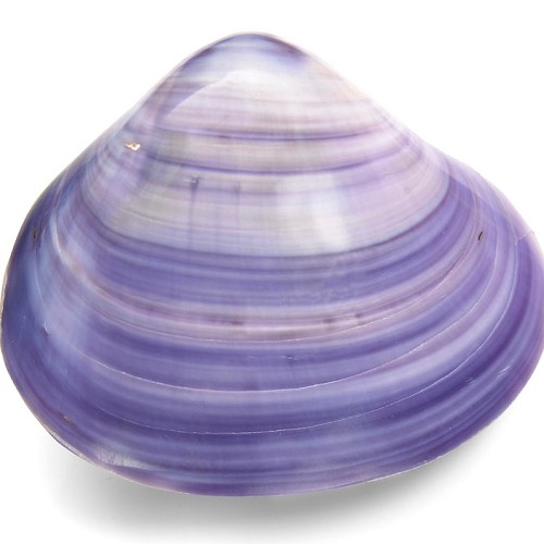 Batissa violacea - (Violet) 7-8 cm