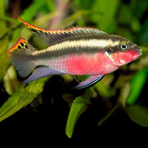 Pelvicachromis pulcher red - Cichlidé pourpre rouge 3,5-4 cm (sauvages capturés)