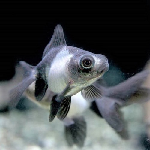 Carassius auratus - Voile de chine panda 5-6 cm