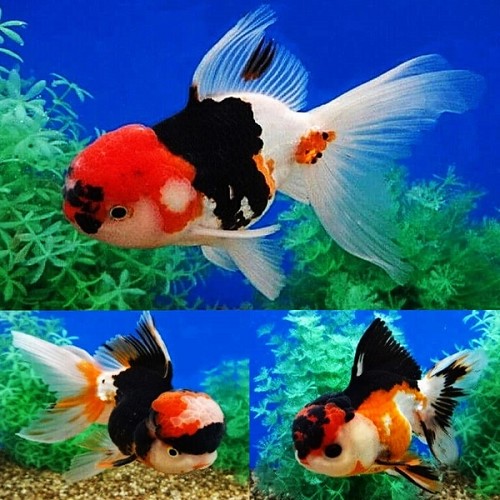 Carassius auratus oranda - Tete de lion assortis  8 cm