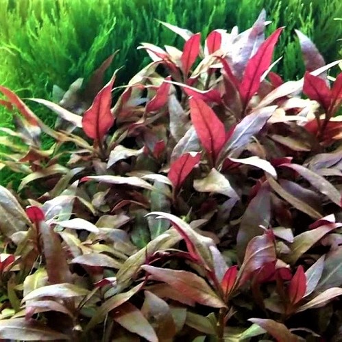 Alternanthera cardinalis en pot