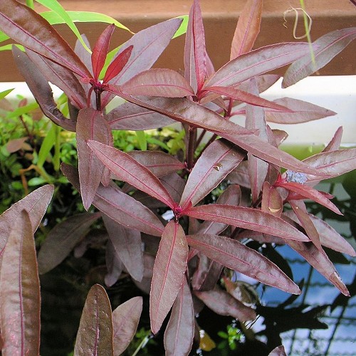 Alternanthera sessilis en pot