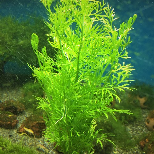 Certatopteris siliquosa