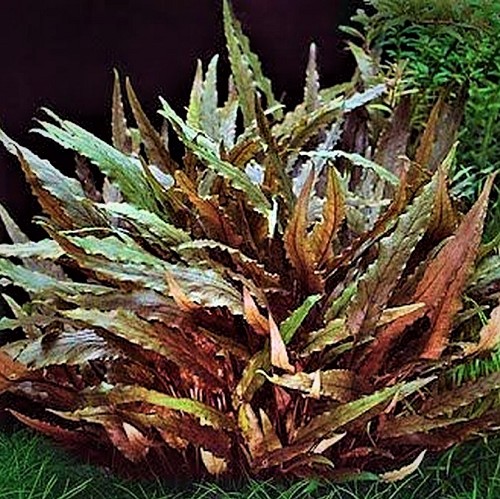 Cryptocoryne wendtii marron en pot