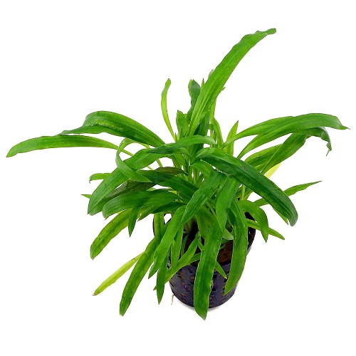 Cryptocoryne costata en pot
