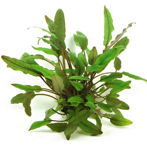 Cryptocoryne beckettii en pot