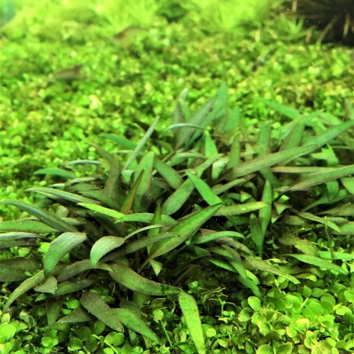Cryptocoryne lucens en pot