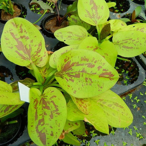 Echinodorus yellow sun en pot