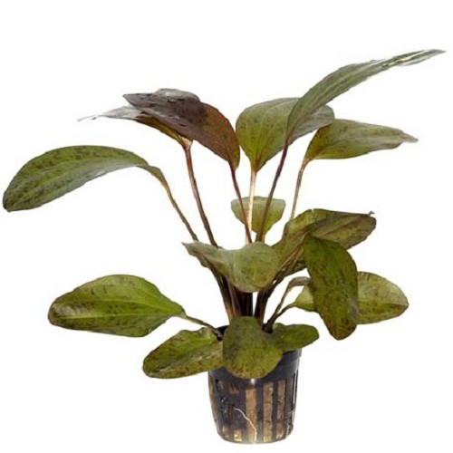 Echinodorus ozelot rouge en pot
