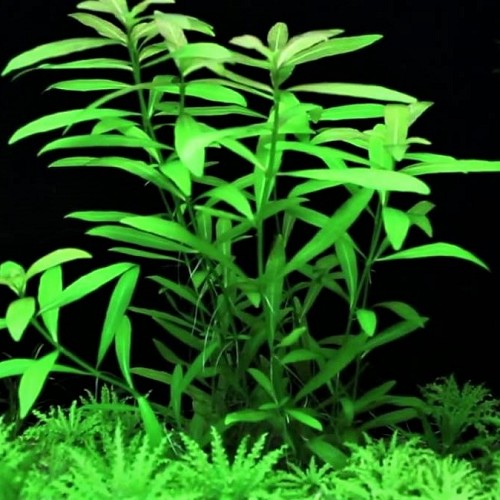 Hygrophila polysperma - Hygrophila du Siam en pot