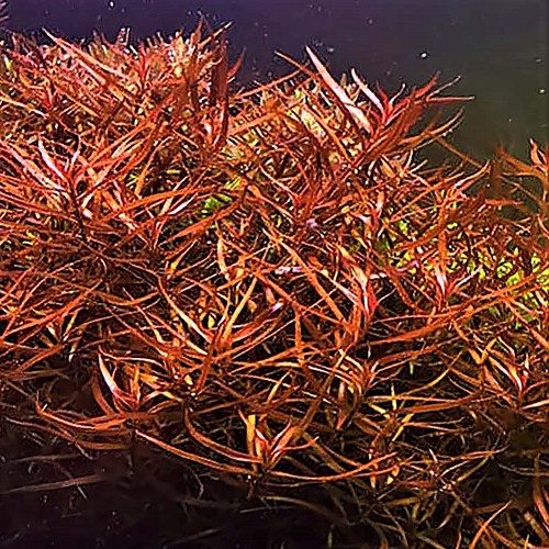 Ludwigia arcuata en pot