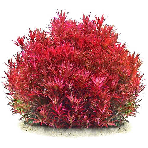 Rotala rotundifolia - Rotala à feuilles rondes en pot