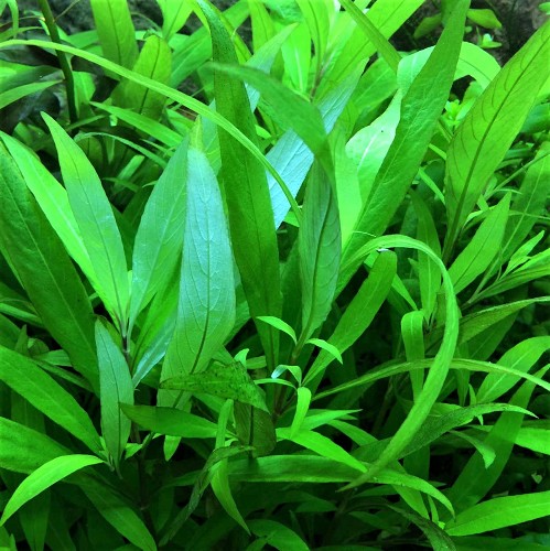 Hygrophila siamensis en pot