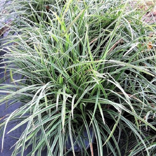 Ophiopogon japonica variegatus en pot