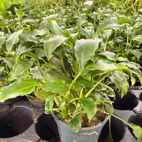 Schismatoglottis en pot