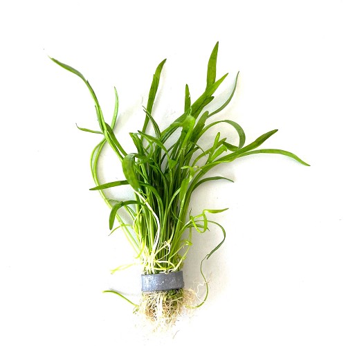Lilaeopsis (novea zealandiae) - Faux tenellus