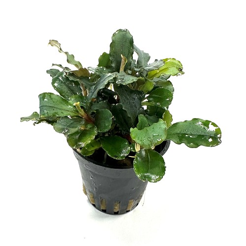 Bucephelandra mix in pot