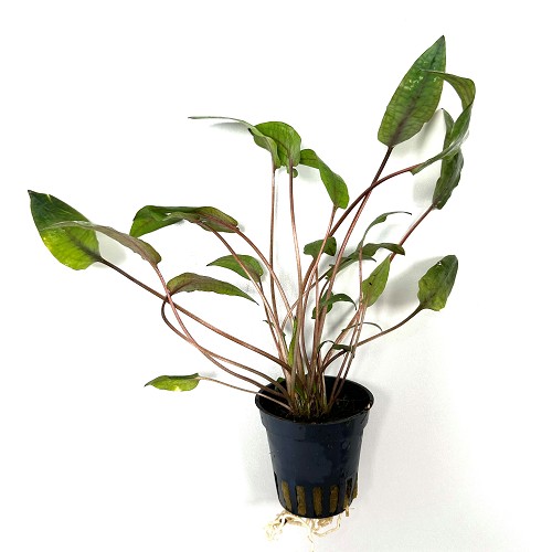 Cryptocoryne purpurea en pot