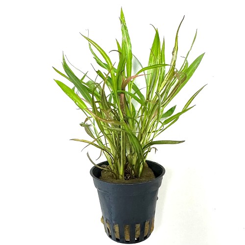 Cryptocoryne pink panther en pot