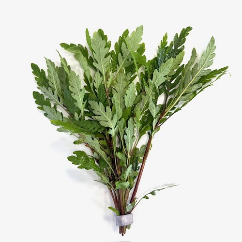 Hygrophila pinnatifida - Hygrophile des Indes