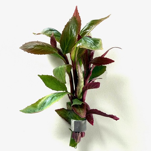 Lobelia cardinalis - Lobélie cardinal